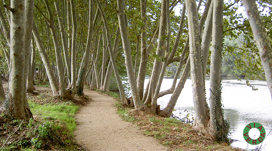 Ajuntament Bescanó. Millores ambientals